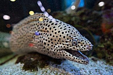 厉害了！《原神》成为9月全球收入最高的手游